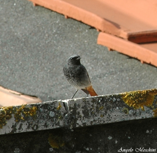 Codirosso spazzacamino (Phoenicurus ochruros).